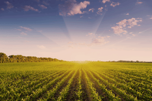 CornFieldSun_140658412