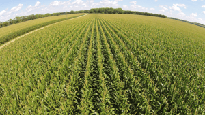 Corn Field