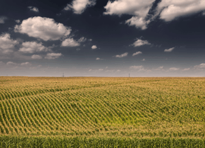 Cornfield_150669245