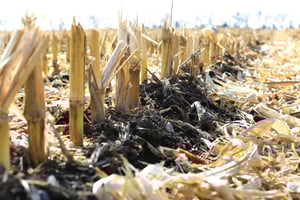 Dying Corn Field